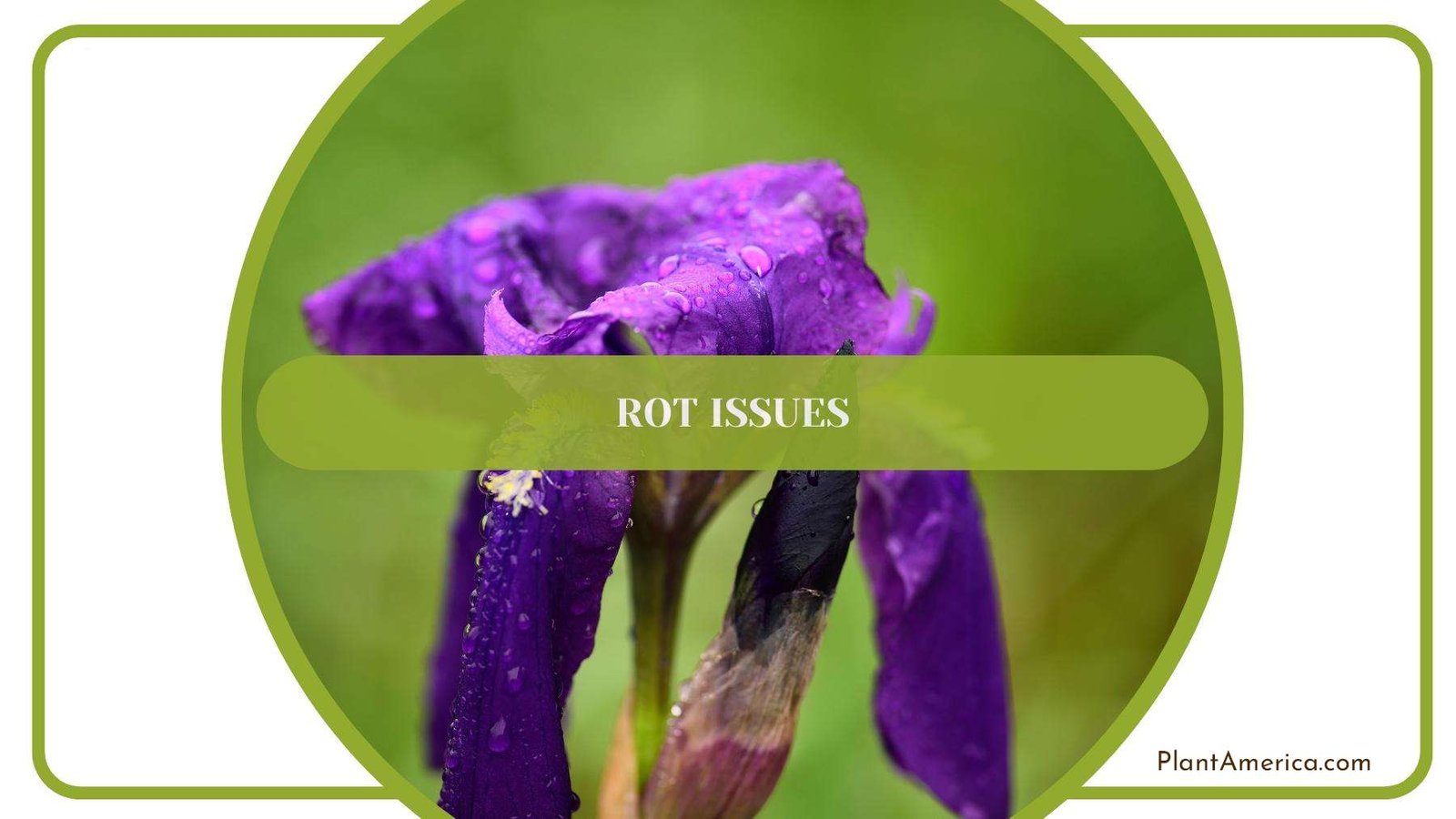 Rotten Iris Flower With Green Background Plant America Rotten Iris Flower With Green Background Plant America