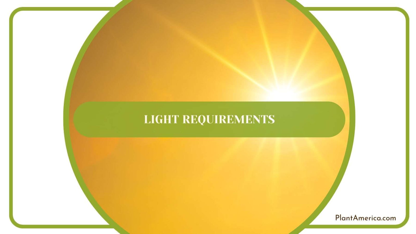 Sarian Light Requirements Plant America