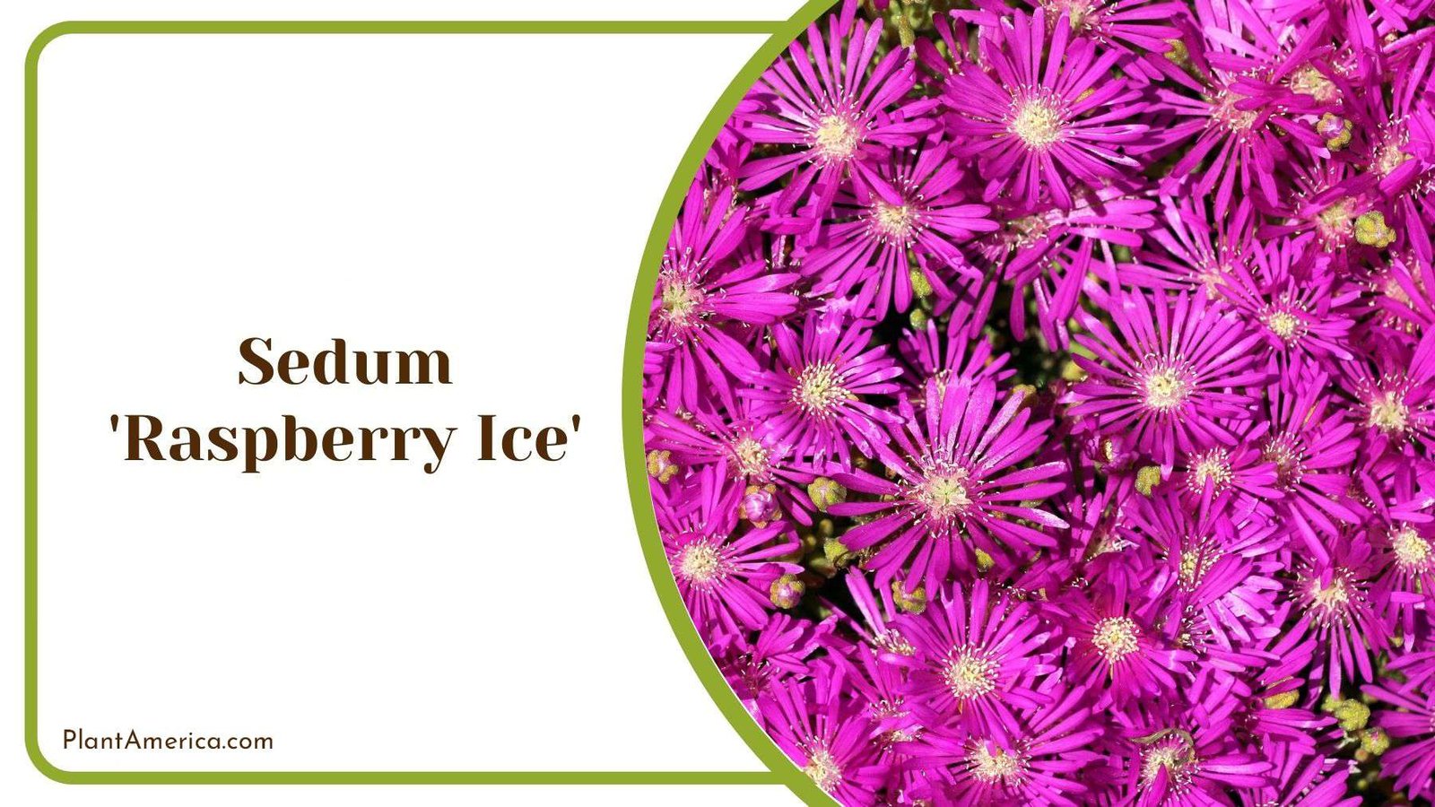 Sedum Raspberry Ice Indoor Succulent Plant America