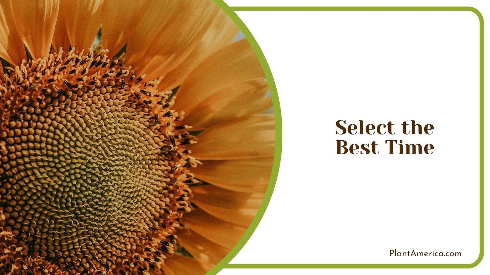 Selecting Best Time to Transplant Sunflowers Plant America