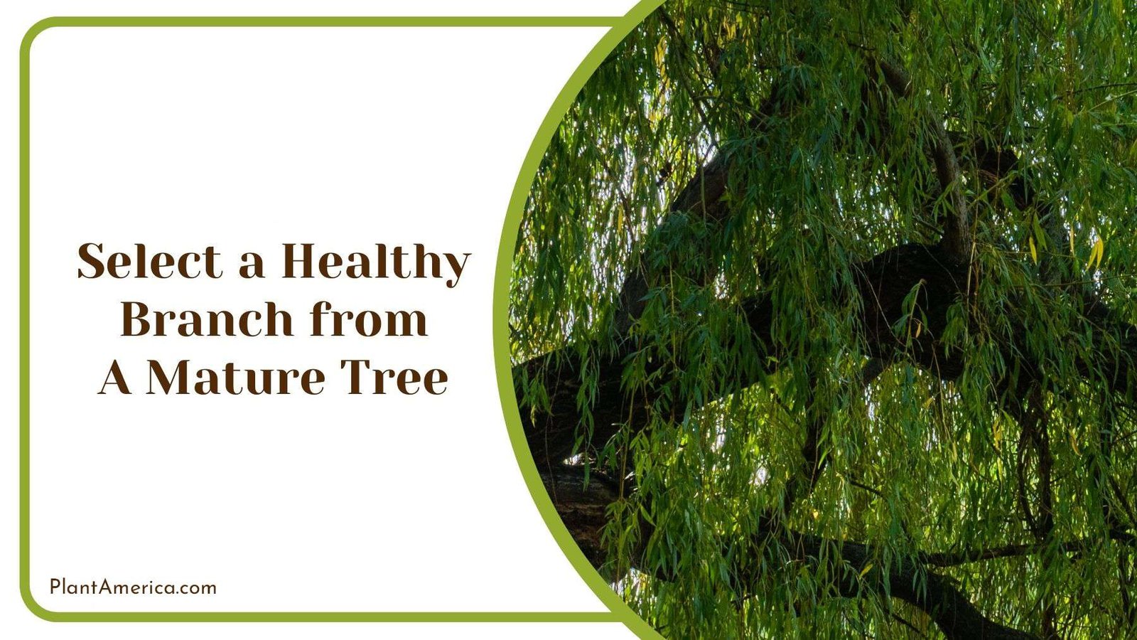 Selecting Healthy Branch from A Mature Tree PlantAmerica