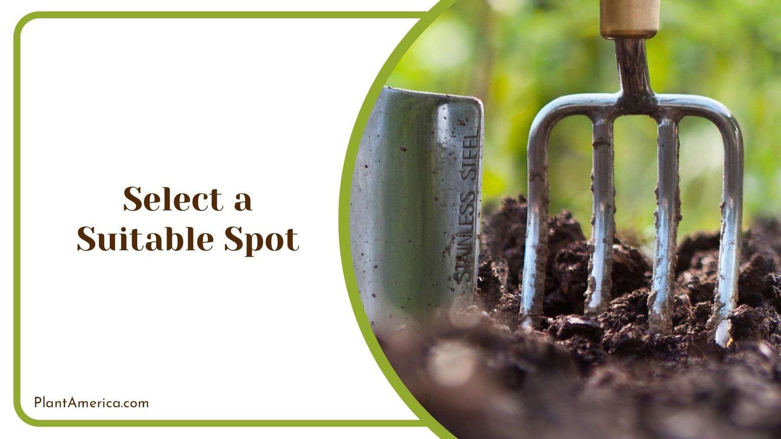 Selecting Suitable Spot for Woodland Sunflower Plant America