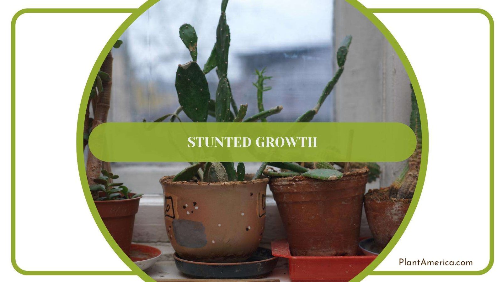 Several Plants Dealing With Stunted Growth Plant America Several Plants Dealing With Stunted Growth Plant America