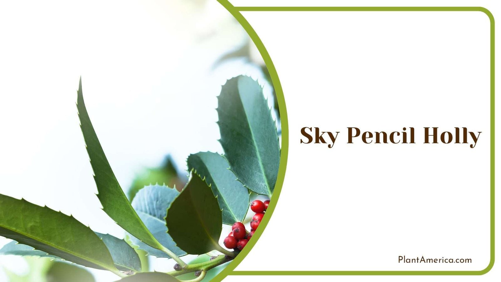 Sky Pencil Holly Plant America