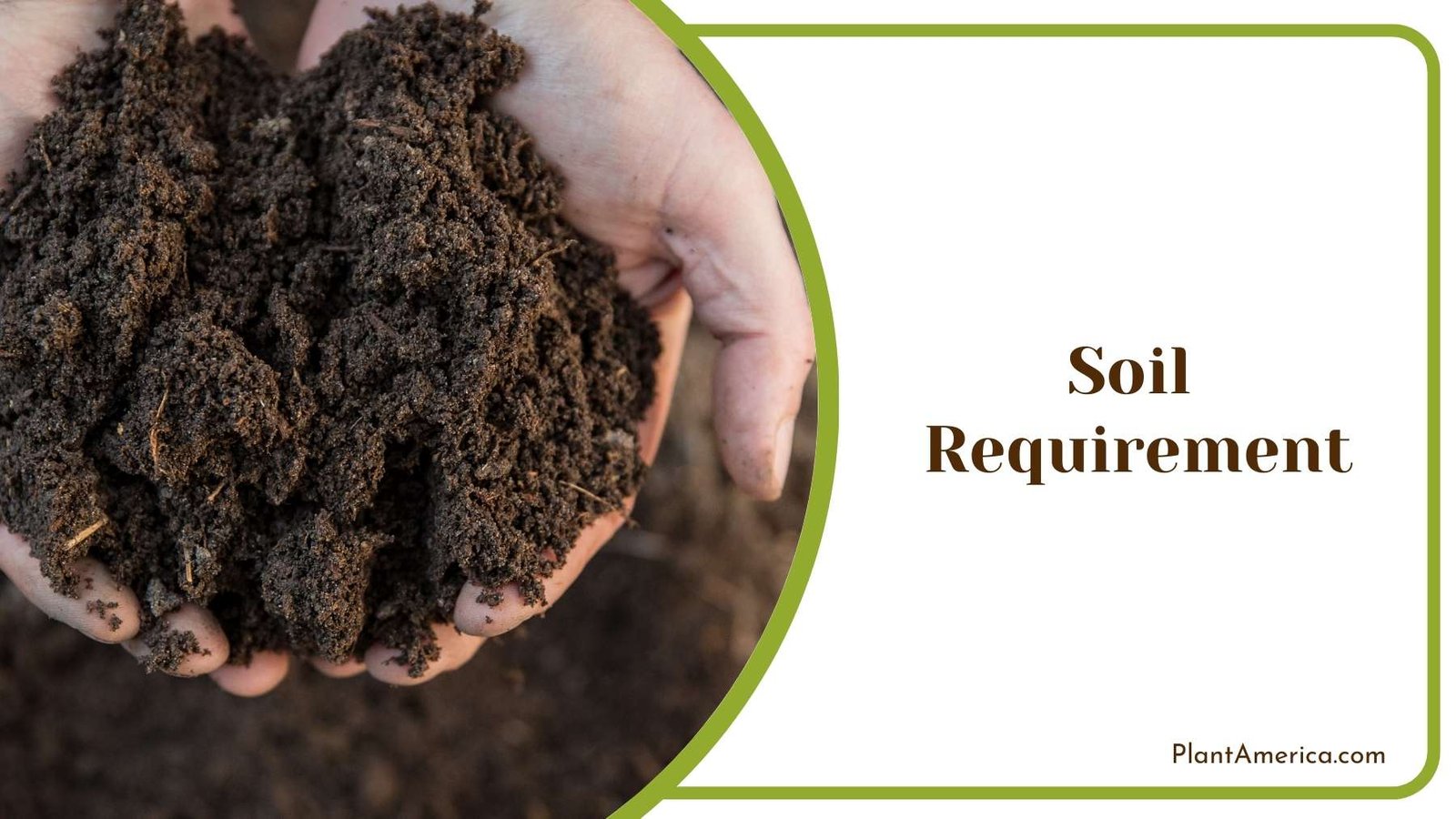 Soil In Hand Plant America