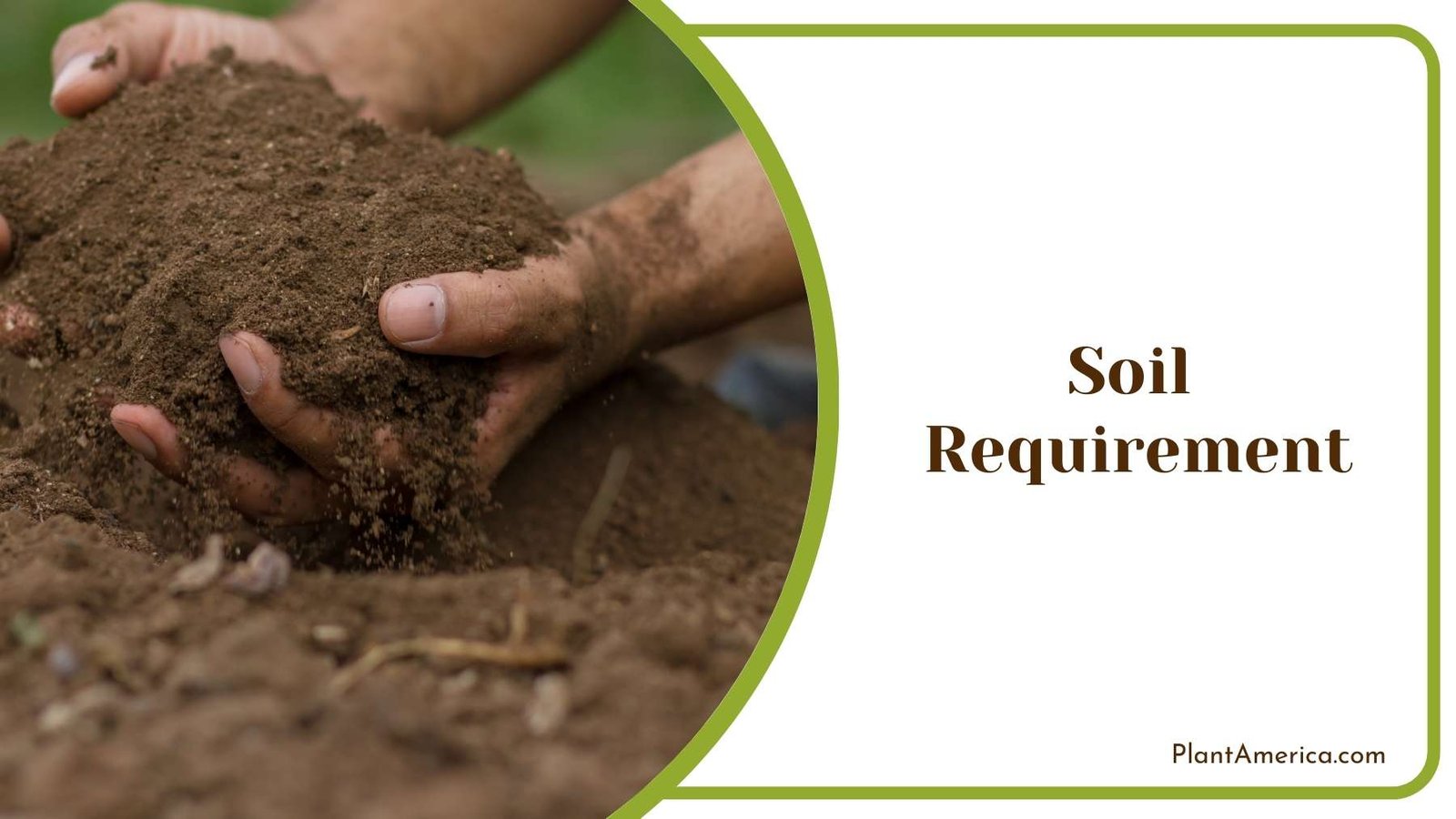 Soil In Hands Of a Gardener Plant America