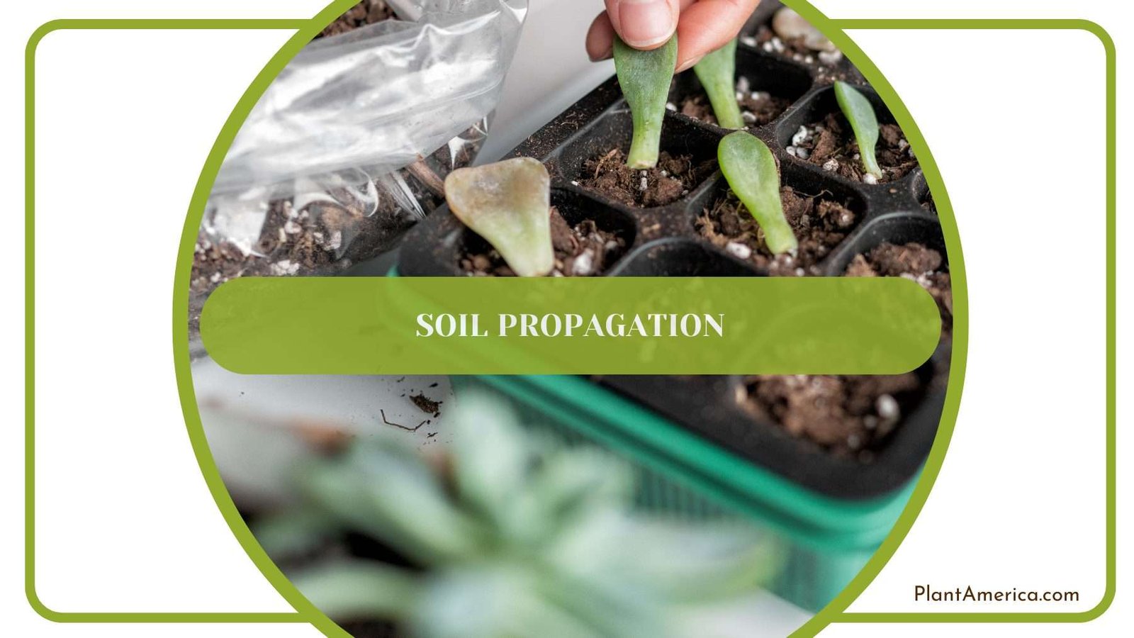 Soil Propagation of Sarian Plant America