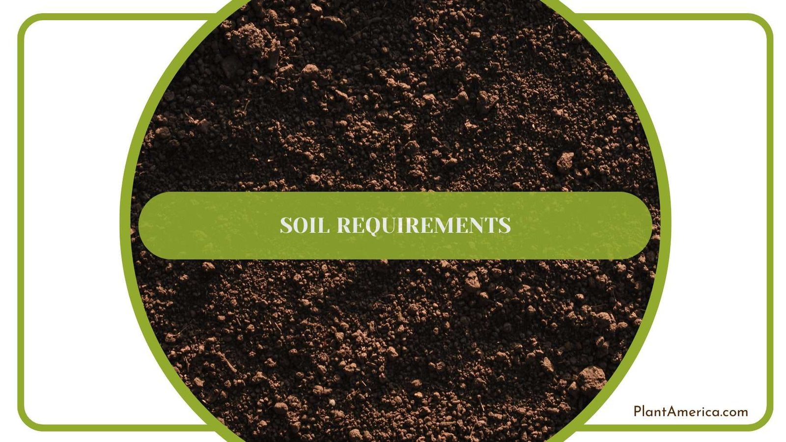 Soil Requirements for Infernalis Plant America Soil Requirements for Infernalis Plant America