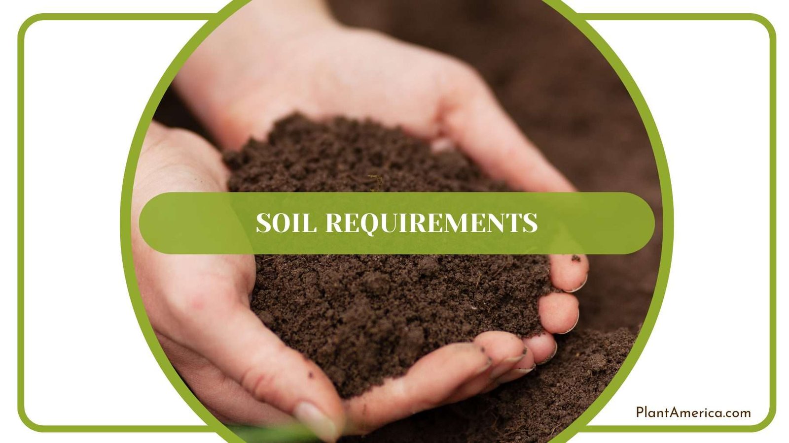 Soil Requirements of Luxurians Plant America