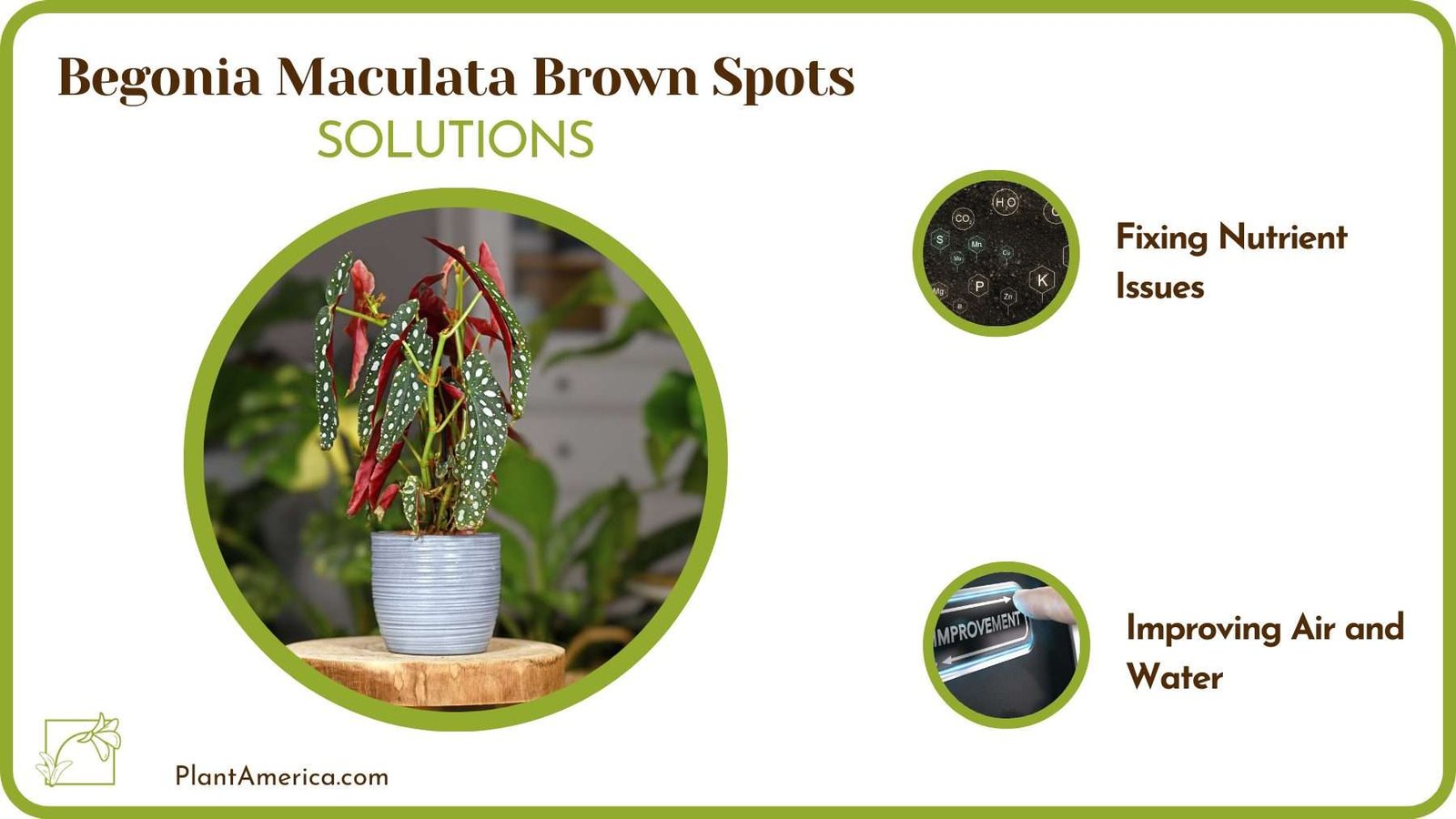Solutions Of Begonia Maculata Brown Spots Plant America