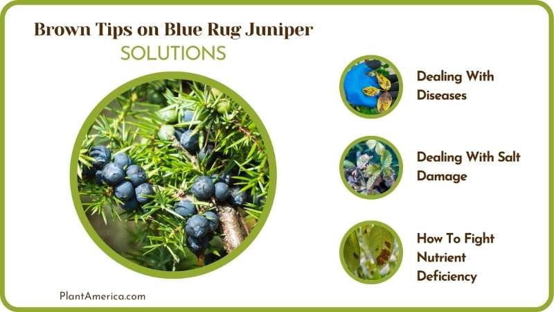 Solutions of Brown Tips on Blue Rug Juniper Plant America