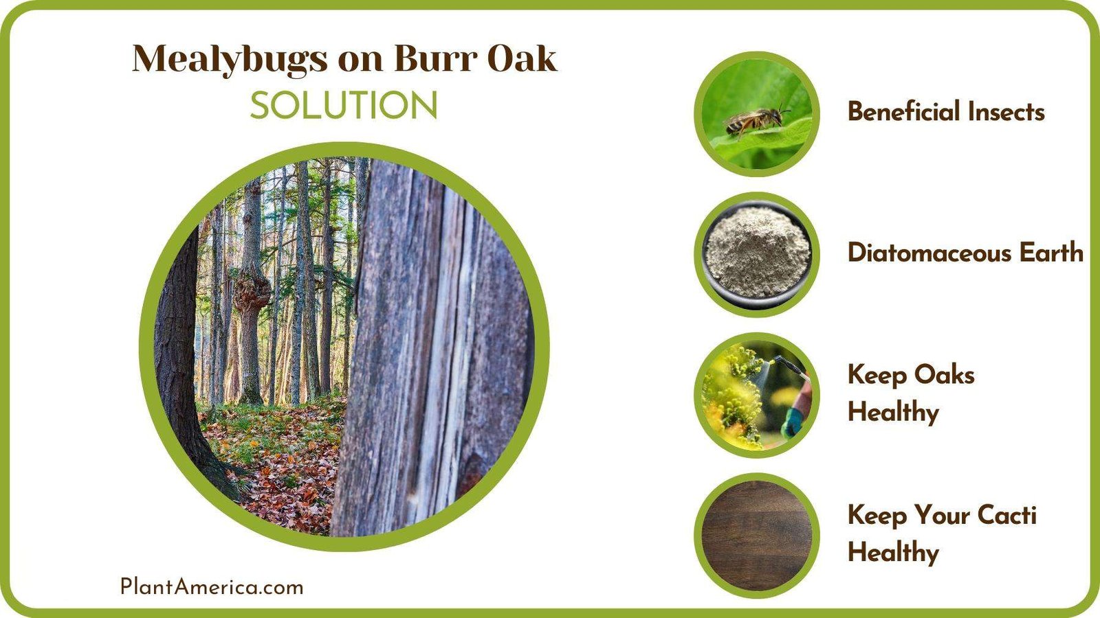 Solutions of Mealybugs on Burr Oak Plant America