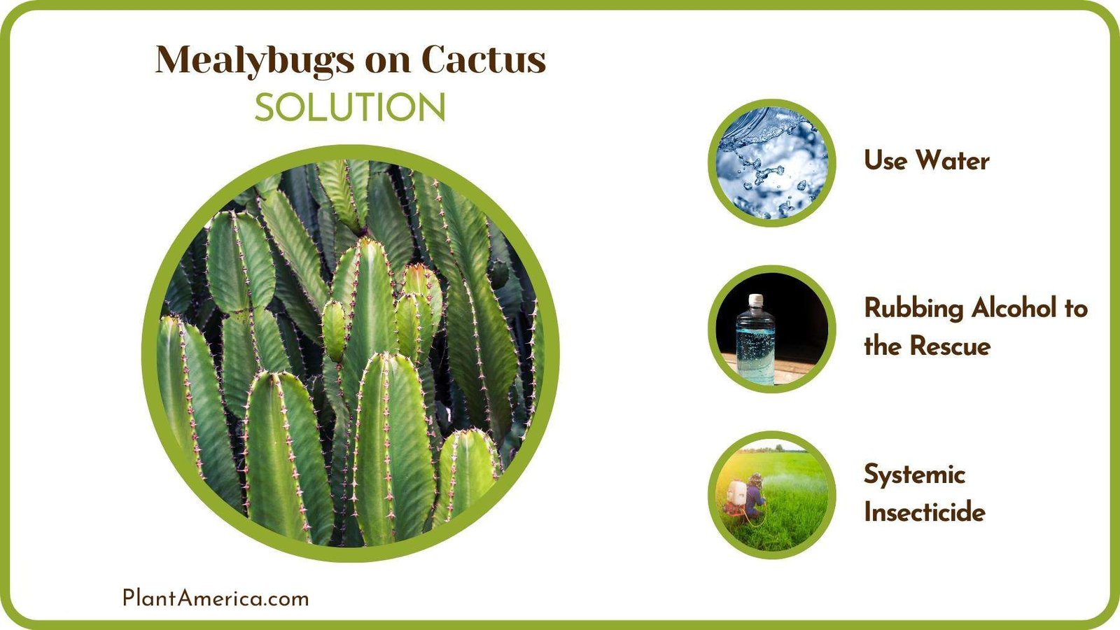 Solutions of Mealybugs on Cactus Plant America Solutions of Mealybugs on Cactus Plant America
