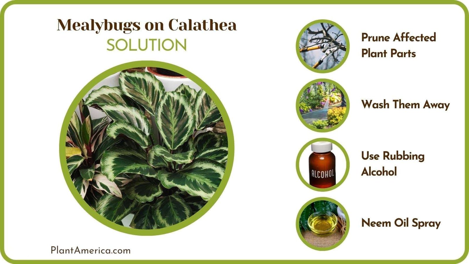 Solutions of Mealybugs on Calathea ~ Plant America