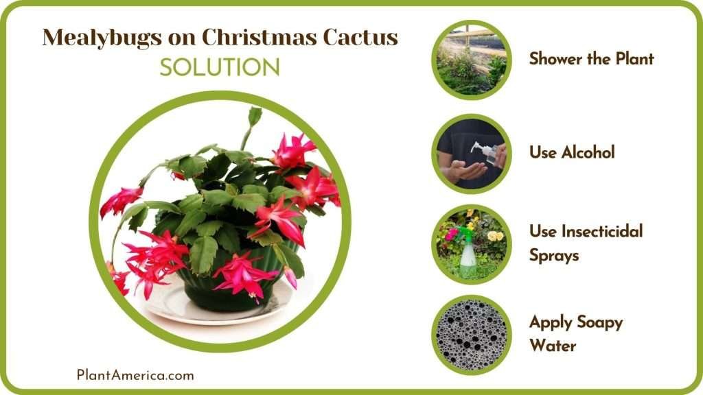 Mealybugs on Christmas Cactus — Causes and Treatments Plant America Bugs On Christmas Cactus