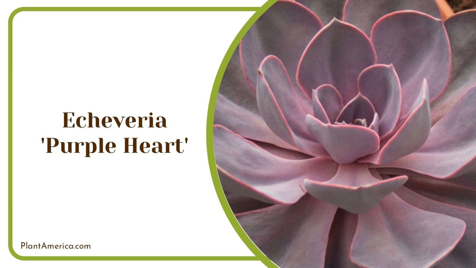 Specific Needs of Echeveria Purple Heart Plant America