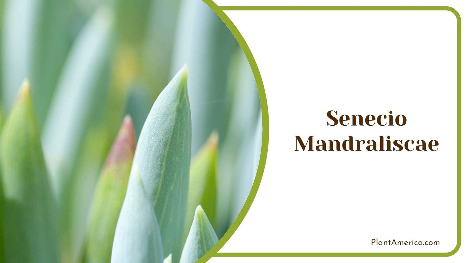 Specific Needs of Senecio Mandraliscae Plant America