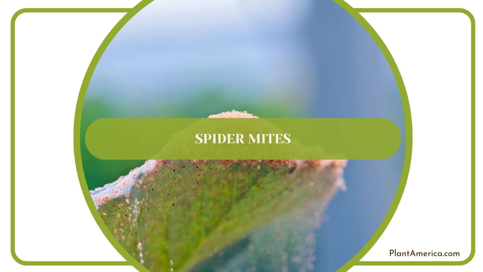 Spider Mites on Sarian Plants Plant America