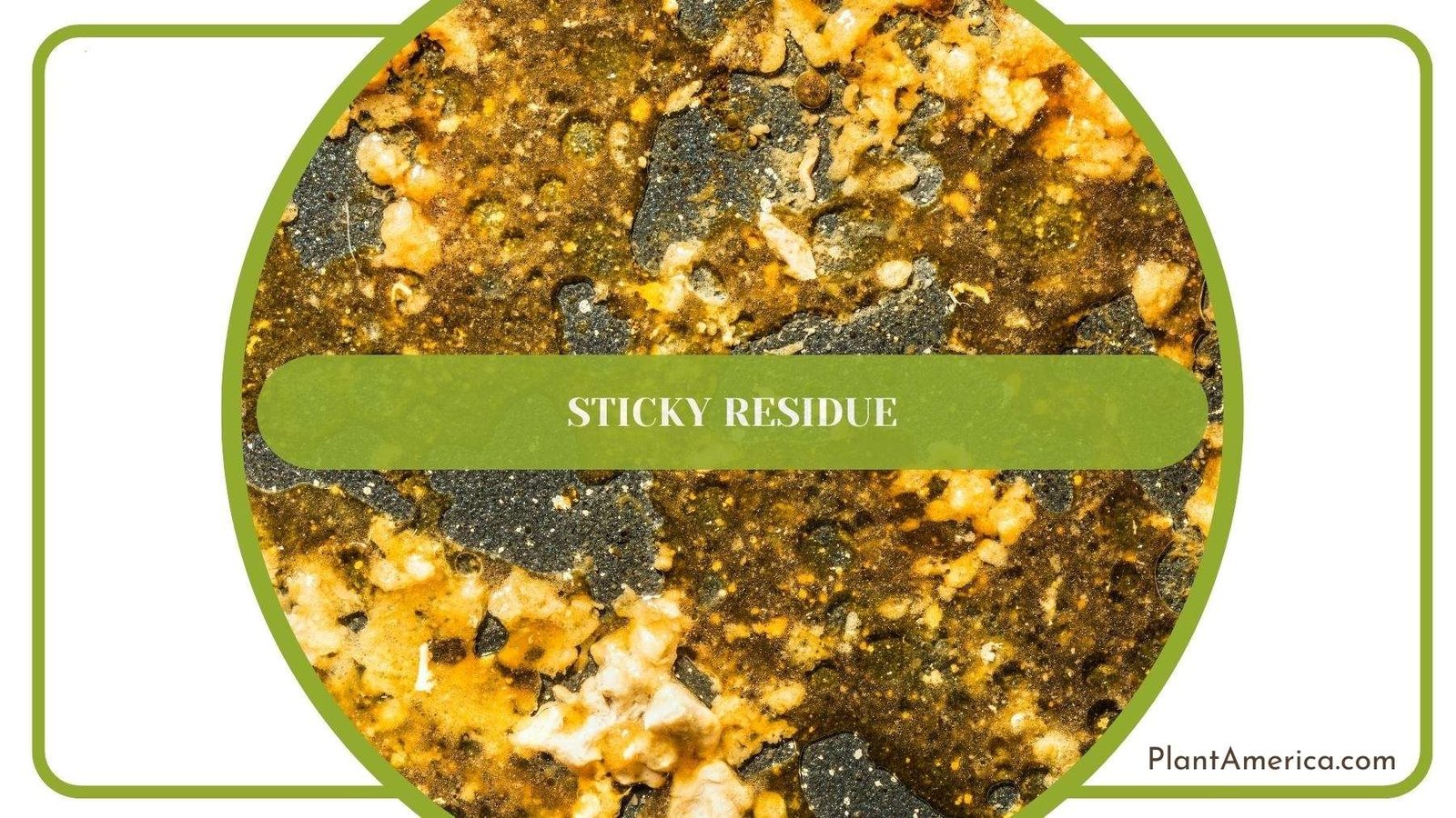 Sticky Residue On a Tree Branch ~ Plant America