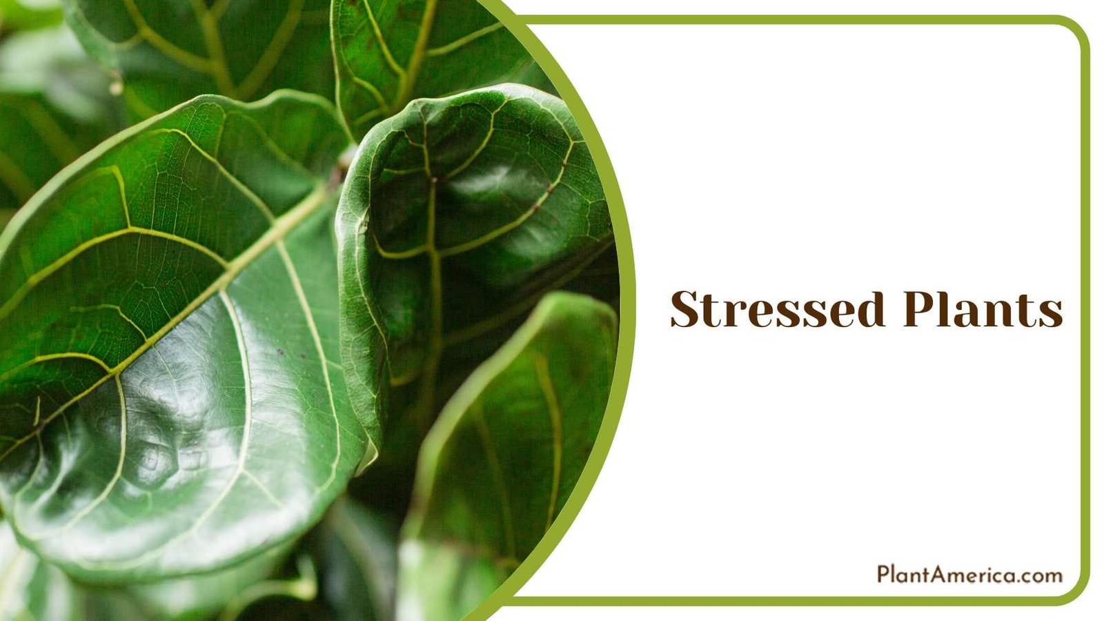 Stressed Plants in Garden Plant America