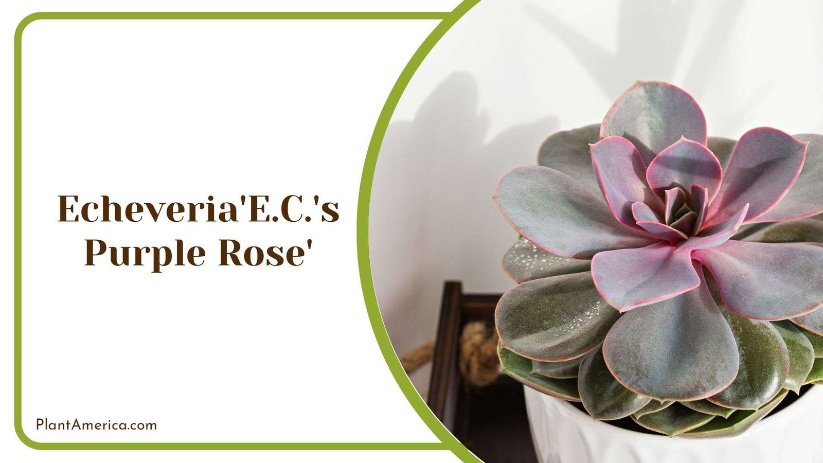 Succulent Echeveria ECS Purple Rose Plant America