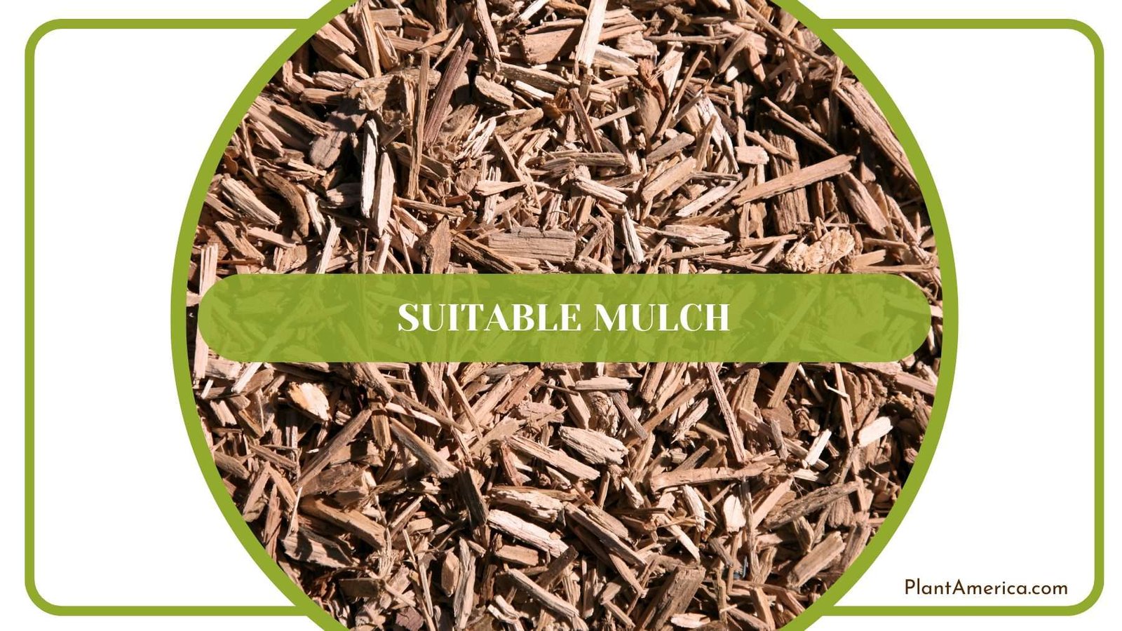 Suitable Mulch for Dorayaki Plant America