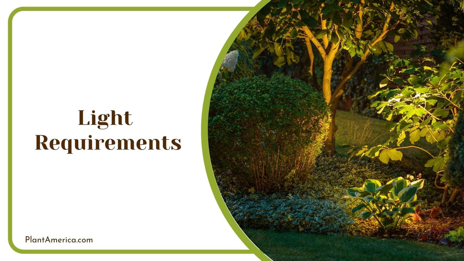 Sun Light Shining On Plants Out door Plant America