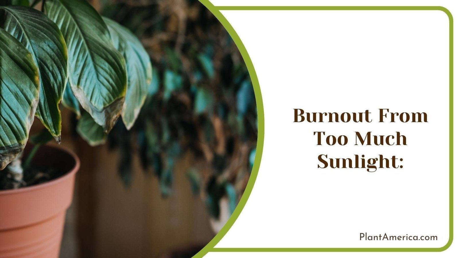 Sunburnt Plant With Dead Leaves ~ Plant America