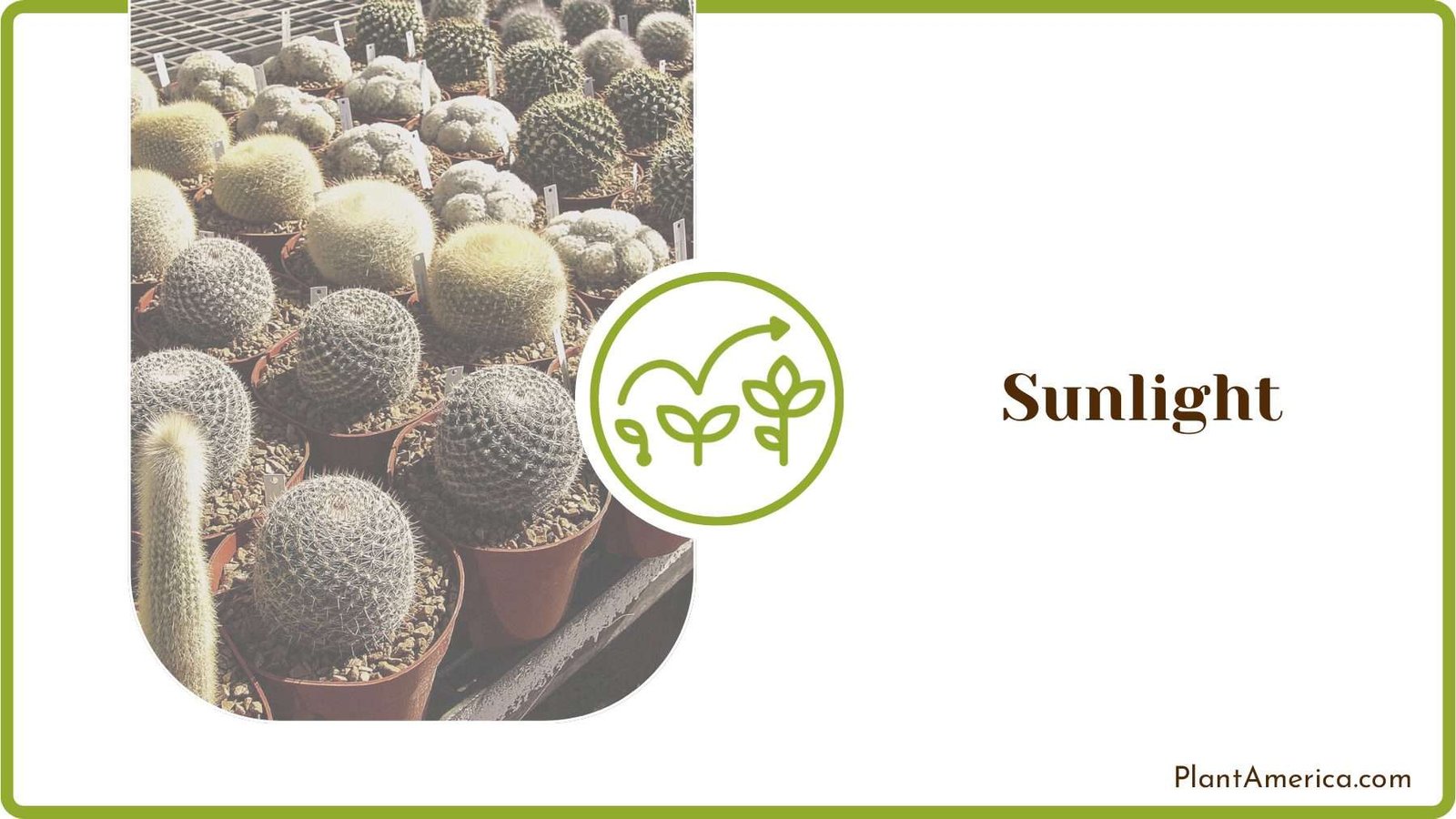 Sunlight Requirements for Cactus Plant America