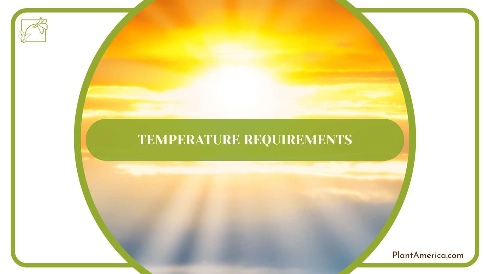 Temperature for Balaoanum Plant America