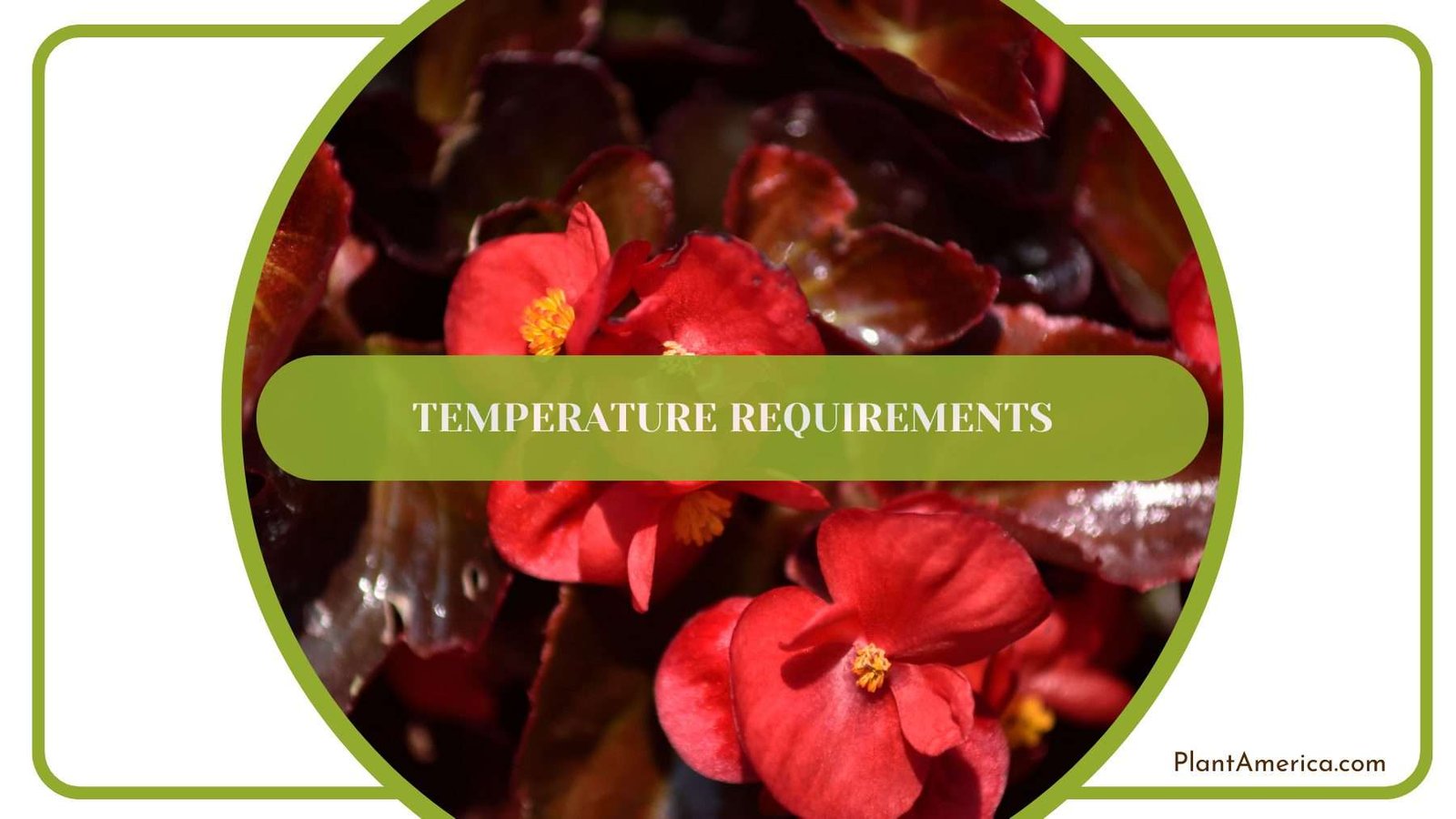 Temperature for Begonia Semperflorens Plant America