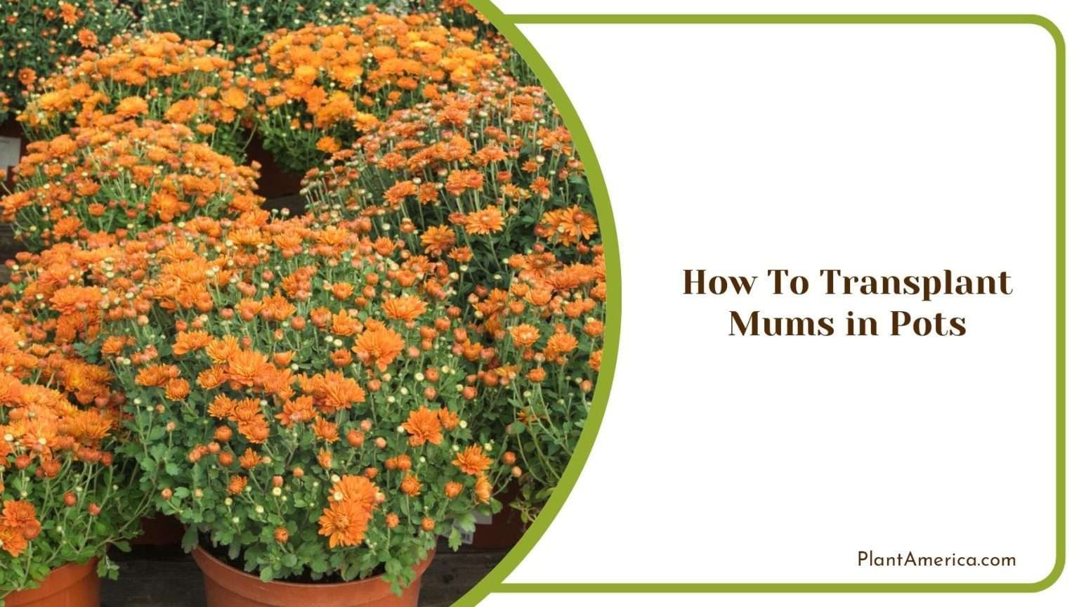 How to Transplant Mums A Guide to Keeping Them Intact Plant America