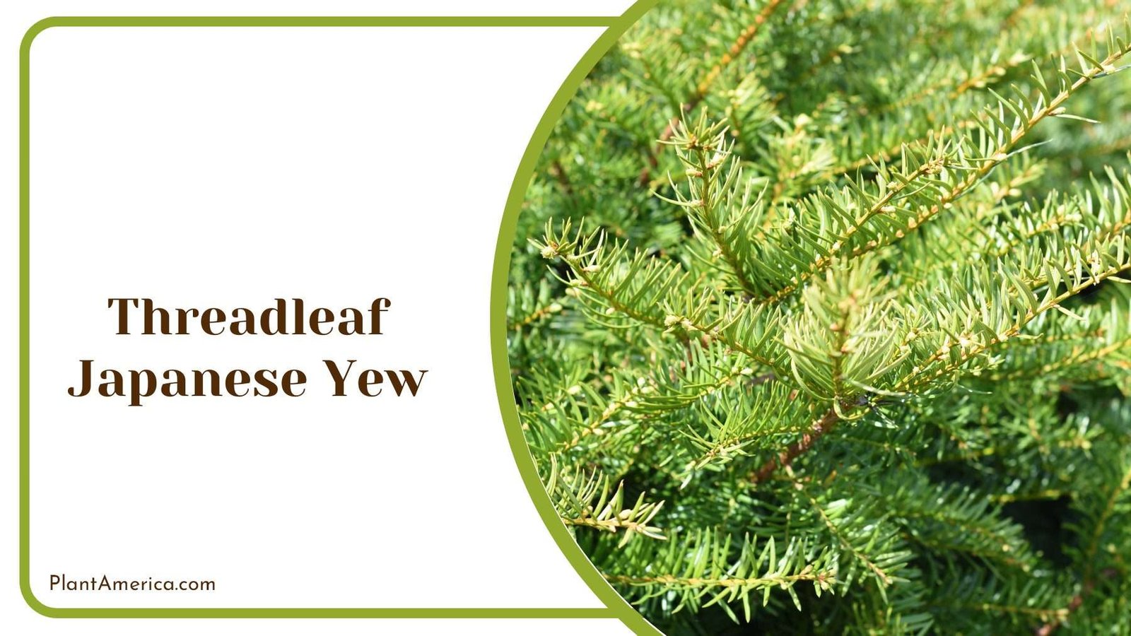 Threadleaf Japanese Yew Plant America
