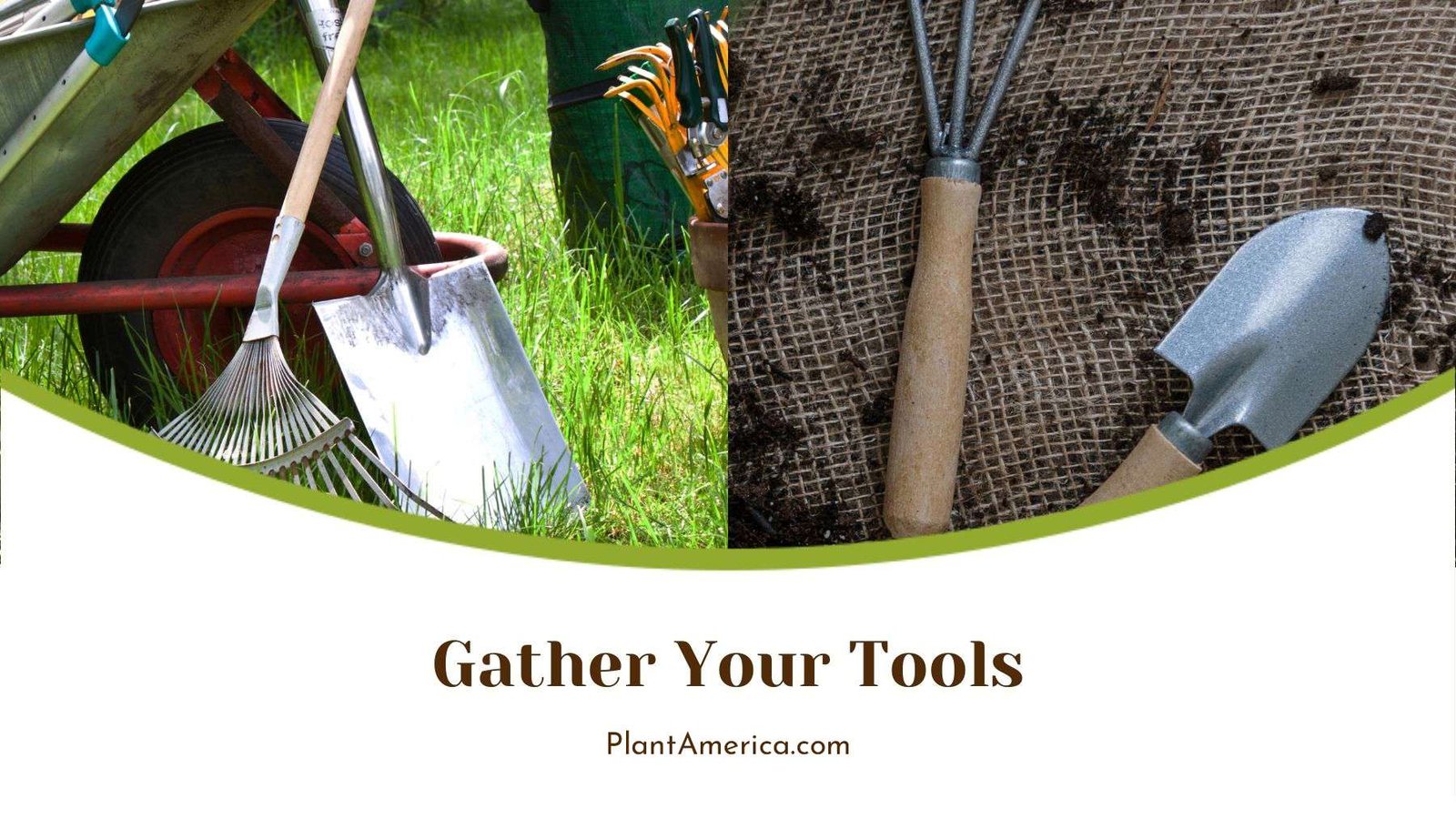 Tools for Transplanting Mexican Sunflowers Plant America