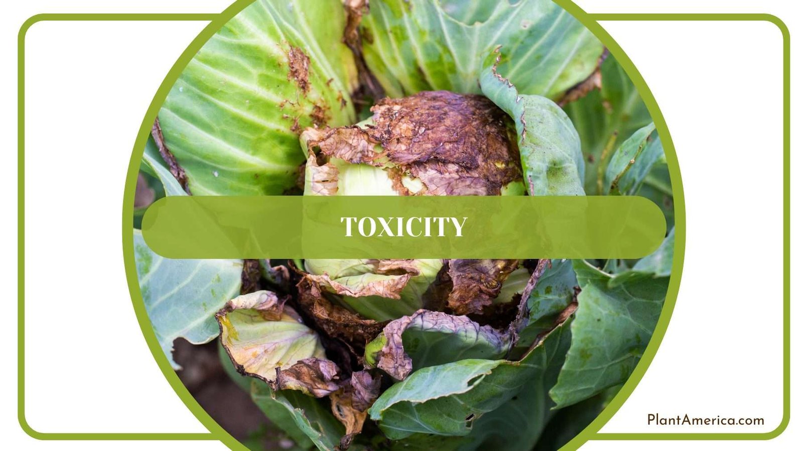 Toxicity of Plants Plant America