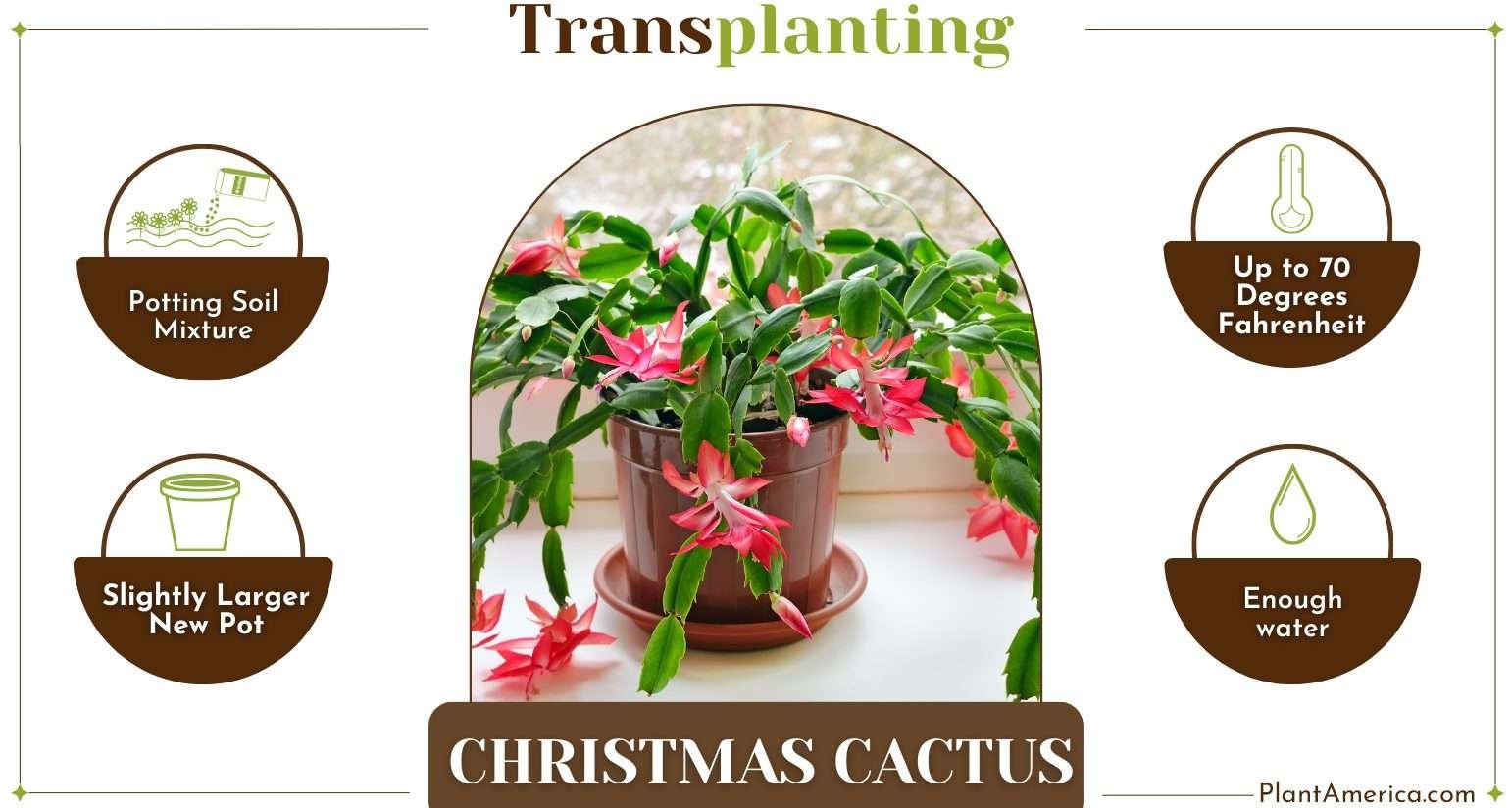 Transplant Christmas Cactus Plant America How to Transplant Christmas Cactus: The Necessary Basic Steps
