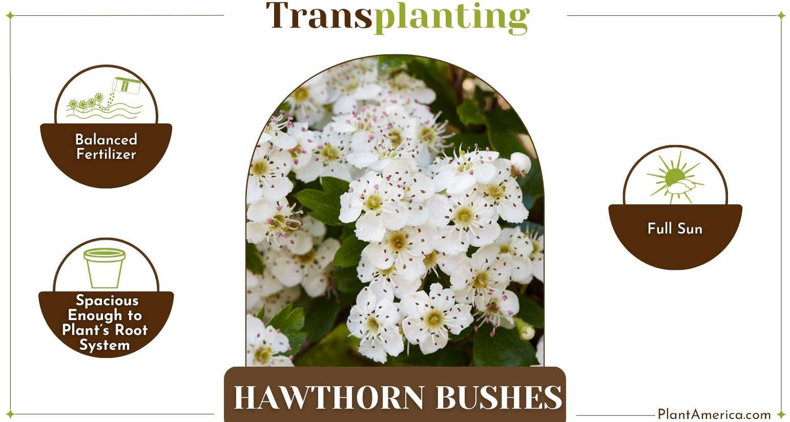 Transplant Hawthorn Bushes PlantAmerica How to Transplant Hawthorn Bushes: A List of Easy Steps