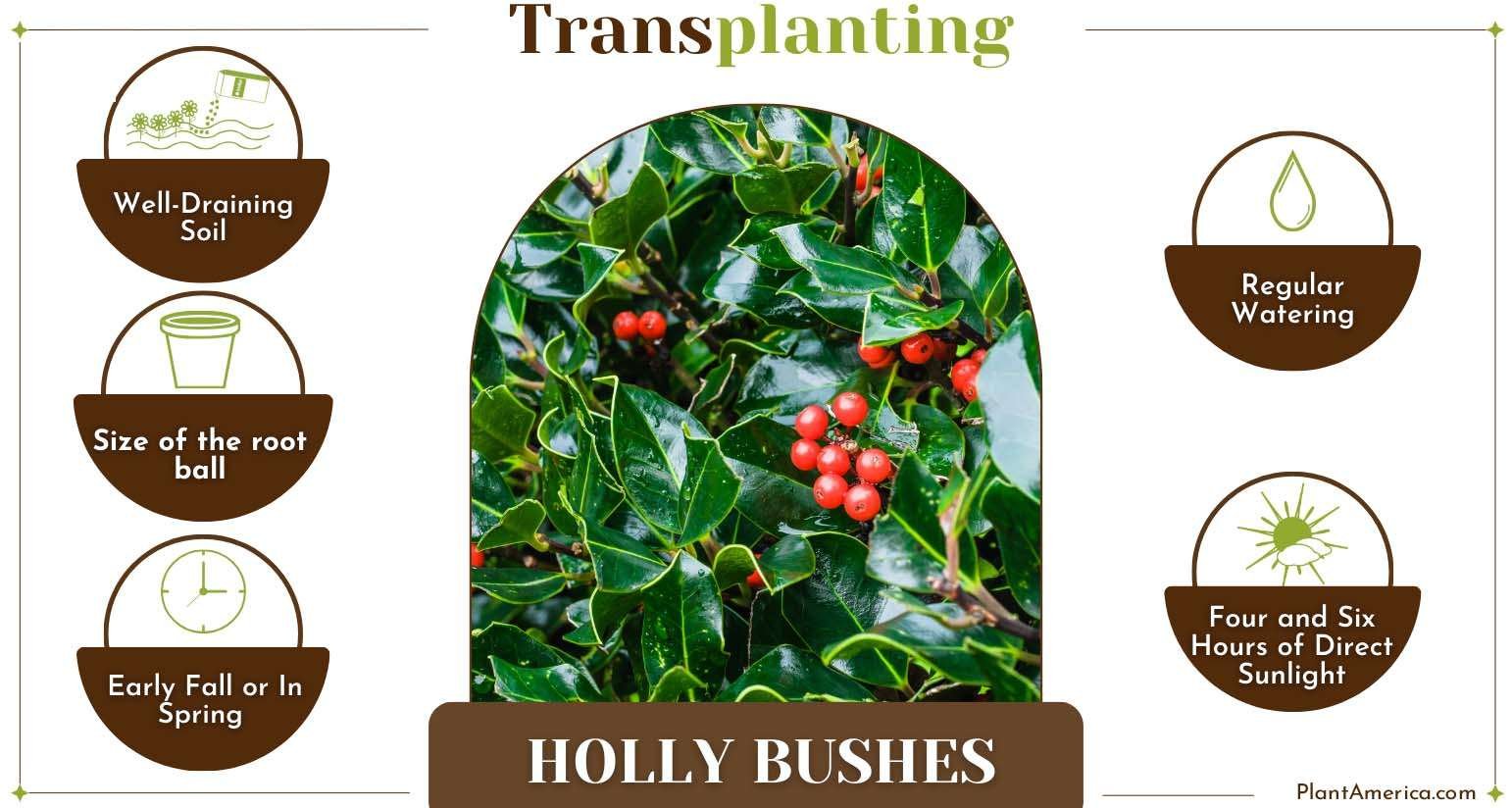 Transplant Holly Bushes Plant America How To Transplant Holly Bushes: Standard Steps Involved