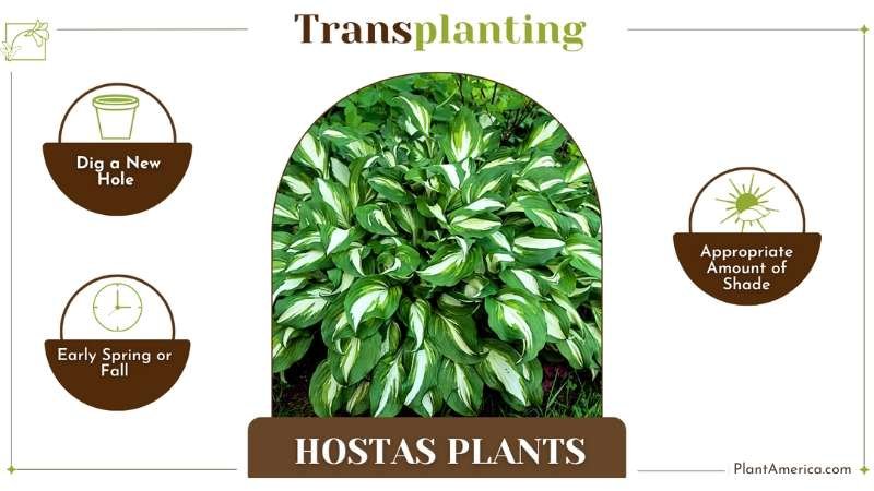 Transplant Hostas Plants Plant America How to Transplant Hostas: Remarkably Straightforward Steps