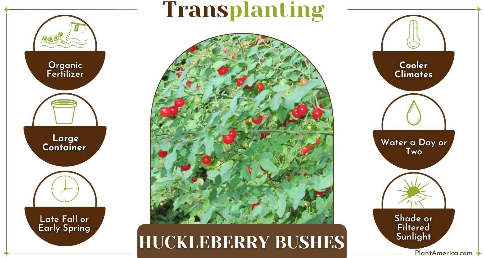 Transplant Huckleberry Bushes Plant America How to Transplant Huckleberry Bushes Easily and Successfully