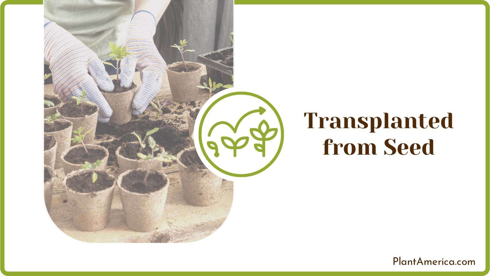 Transplanted from Seed Plant America Transplanted from Seed Plant America