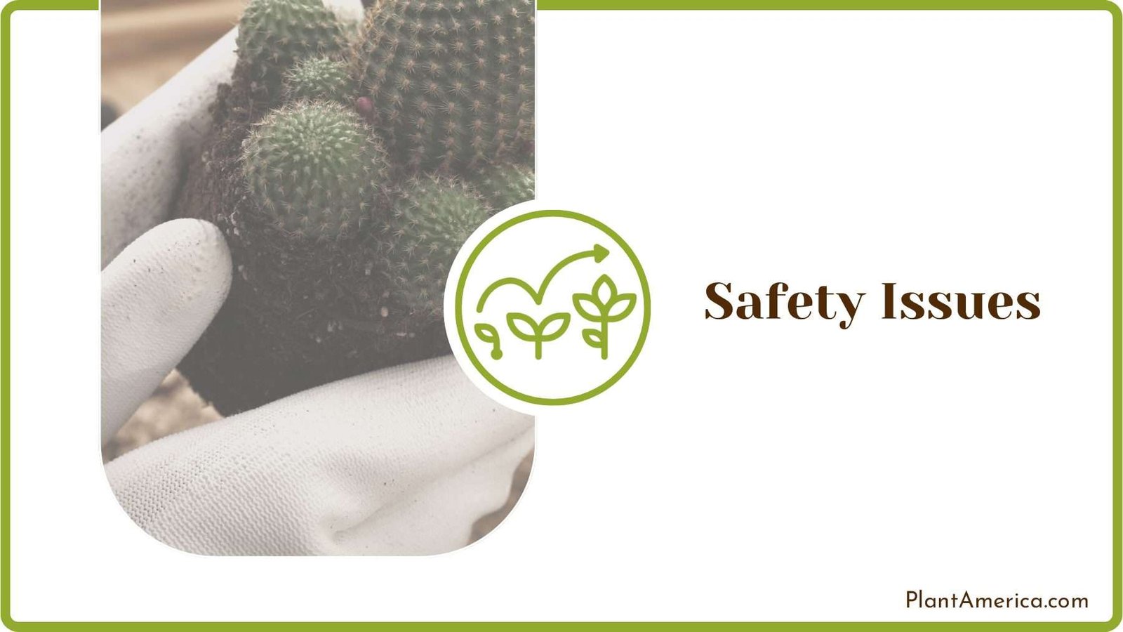 Transplanting Cactus Safely Plant America