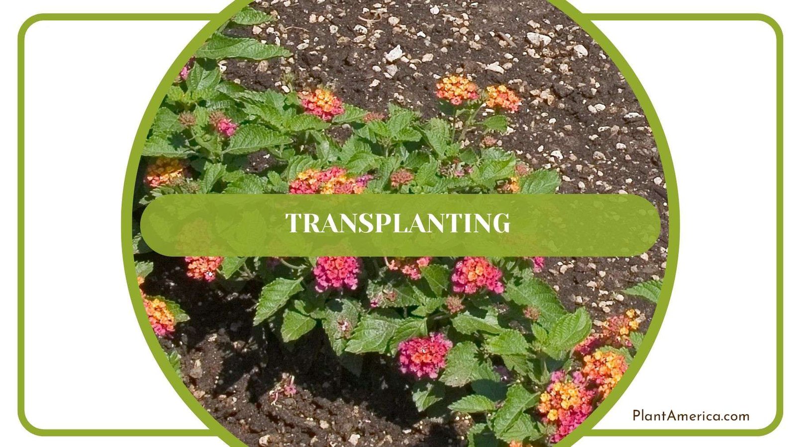 Transplanting Lantana Plant America Transplanting Lantana Plant America