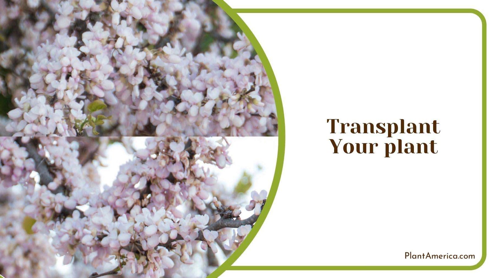 Transplanting White Bud plant Plant America
