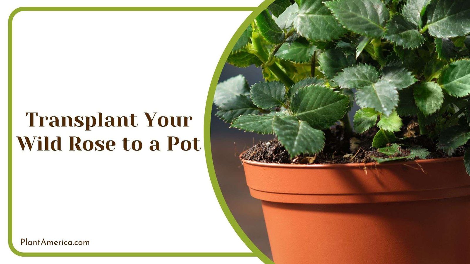 Transplanting Wild Rose to a Pot Plant America