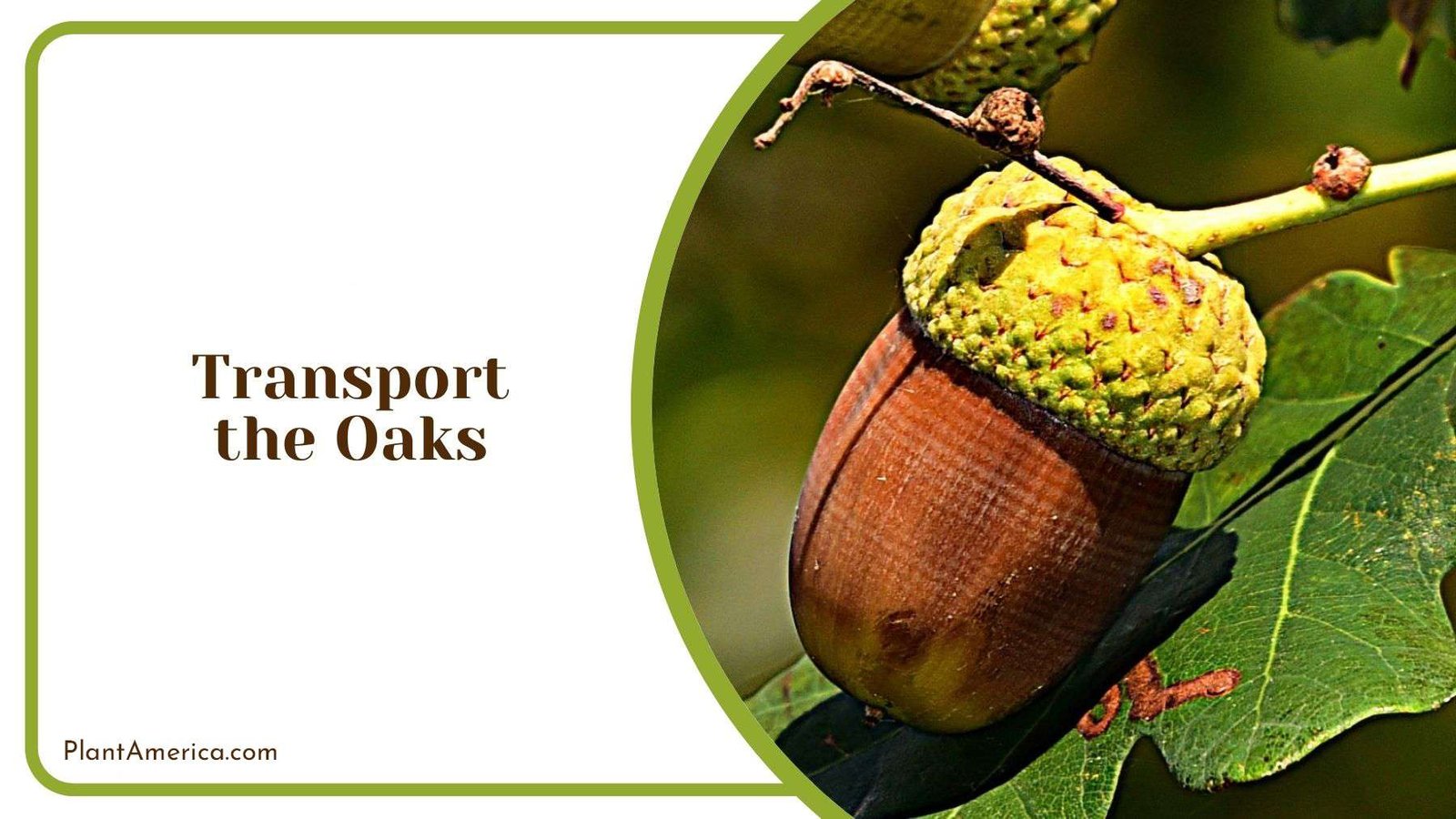 Transporting Oaks Plant America