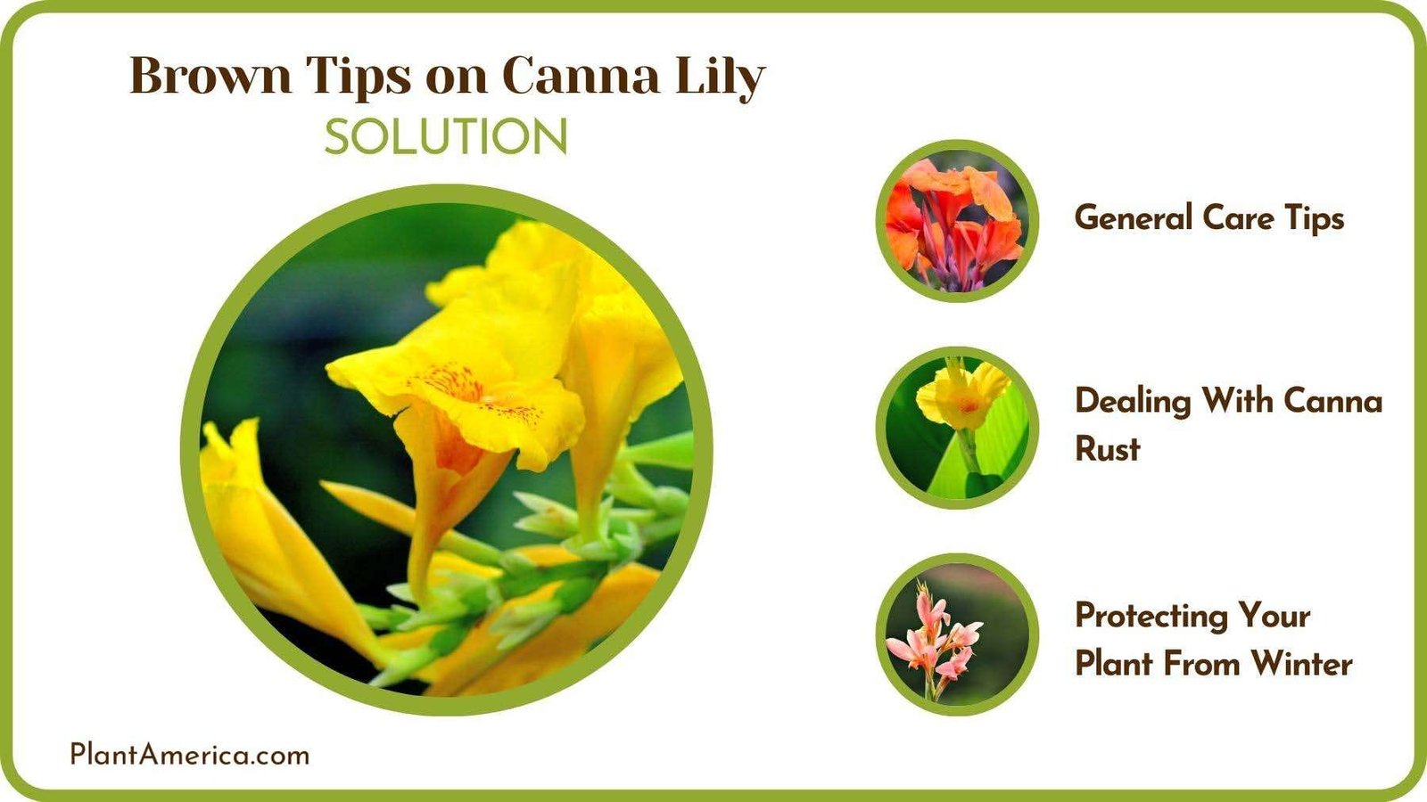 Treats of Brown Tips on Canna Lily Plant America Treats of Brown Tips on Canna Lily Plant America