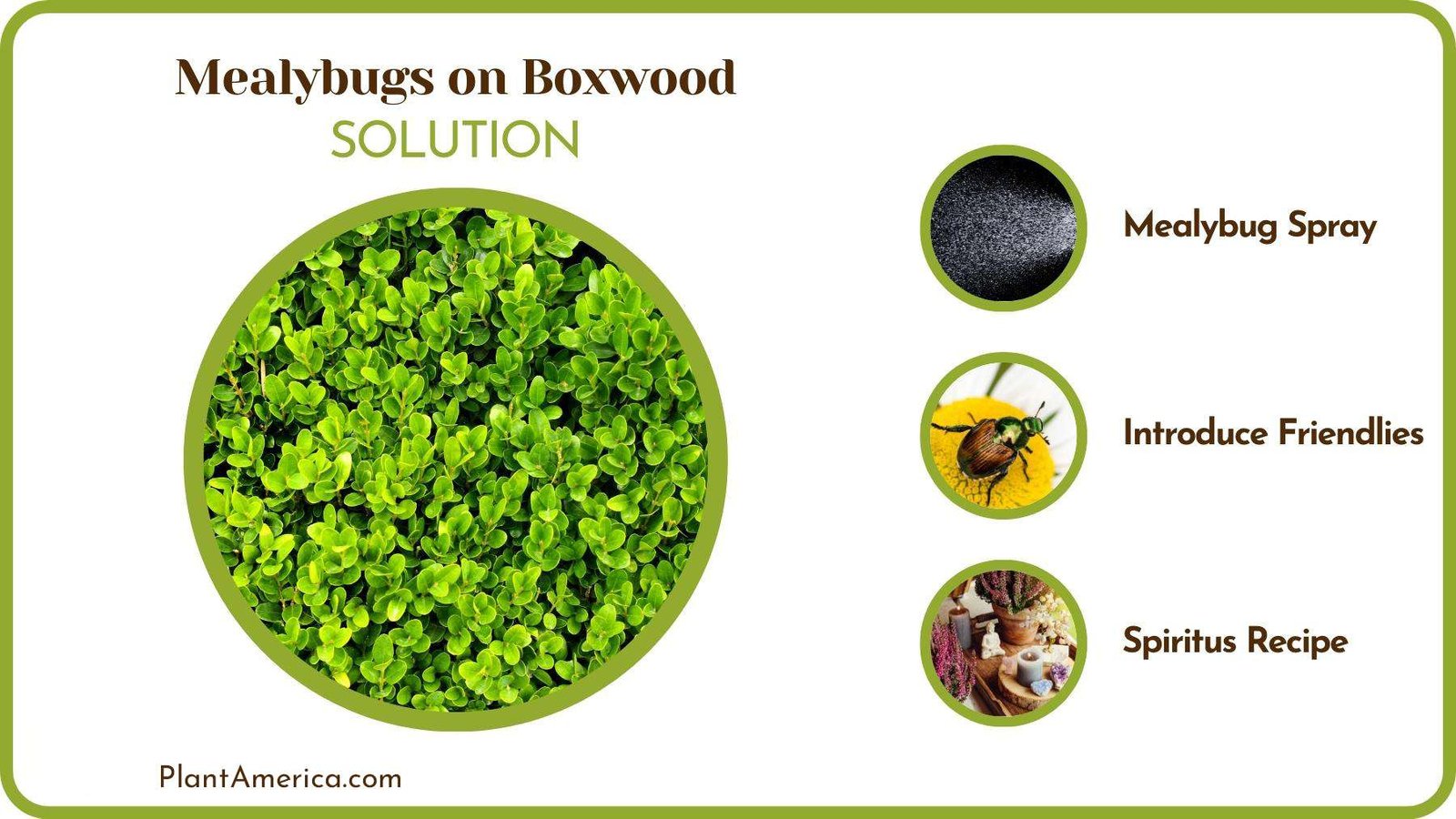 Treats of Mealybugs on Boxwood Plant America