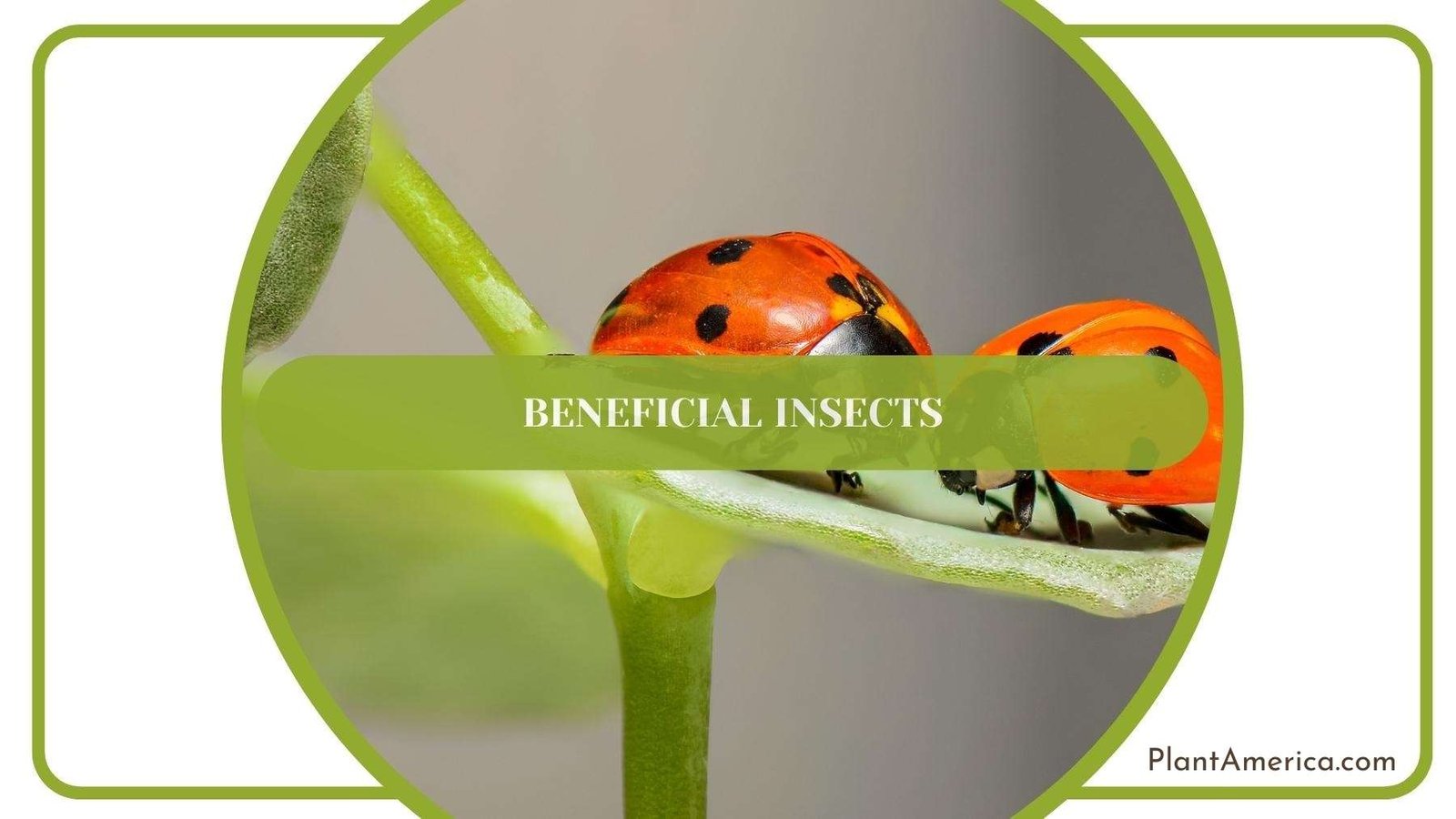 Two Ladybug On a Leaf ~ Plant America