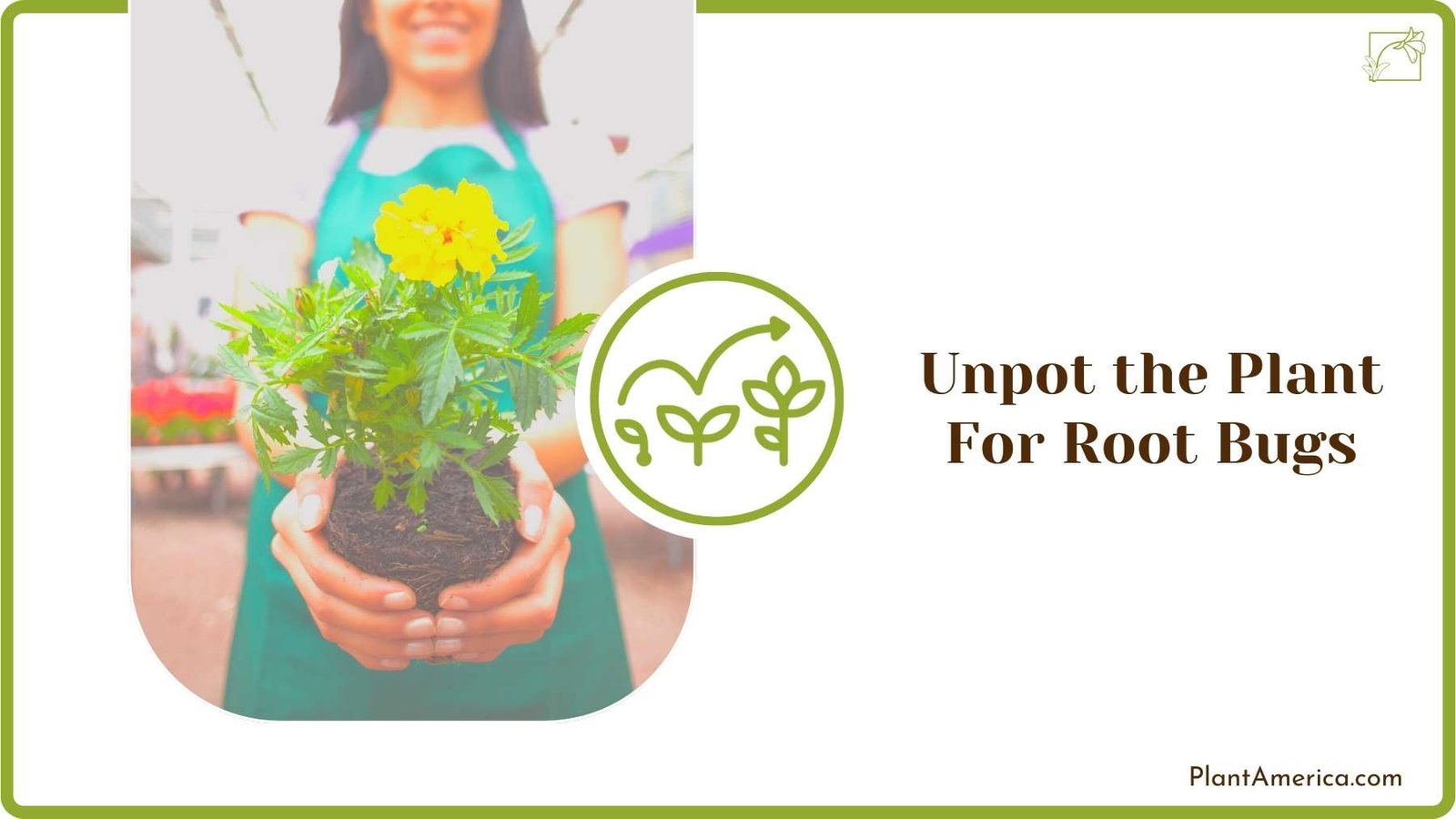 Unpot Flower In Hand Of A Woman Evergreen Seeds